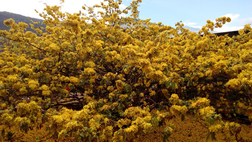 Cây mai có chiều cao hơn 4 mét, nhánh cây tạo thành tán có đường kính rộng hơn 5 mét. (Ảnh: H.L) Cây mai có chiều cao hơn 4 mét, nhánh cây tạo thành tán có đường kính rộng hơn 5 mét. (Ảnh: H.L)