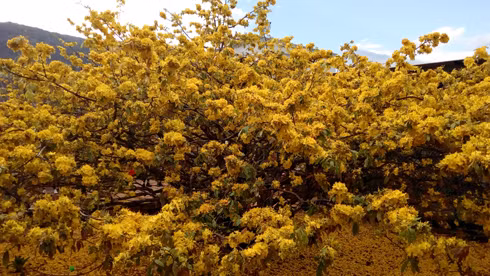 Cây mai có chiều cao hơn 4 mét, nhánh cây tạo thành tán có đường kính rộng hơn 5 mét. (Ảnh: H.L)