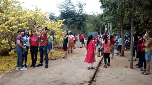 Các bạn trẻ ngắm hoa và chụp ảnh bên cây mai. (Ảnh: H.L) Các bạn trẻ ngắm hoa và chụp ảnh bên cây mai. (Ảnh: H.L)