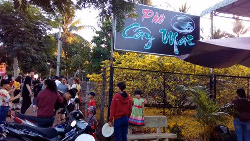 Quán cà phê Cây Mai đã trở thành điểm vui chơi ngày Xuân của người dân trong huyện và các tỉnh lân cận. (Ảnh: H.L)