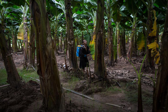 Người Lào trở thành lao động làm thuê cho các chủ đồn điền Trung Quốc, họ phun thuốc sâu liên tục mà không có bất kỳ đồ bảo hộ lao động nào. Ảnh: Nikkei Asian Review.