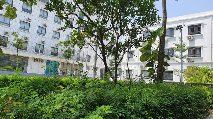Mỗi khu vực trong trường đều được phủ cây xanh. Ảnh: H.V Mỗi khu vực trong trường đều được phủ cây xanh. Ảnh: H.V