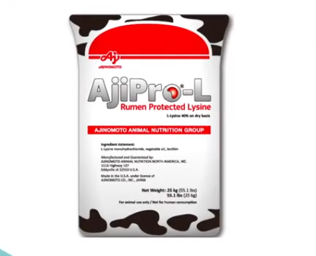 AjiPro™-L giúp bò hấp thu tối đa lượng Lysine ăn vào.
