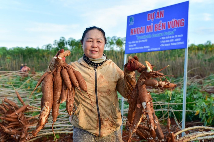 Dự án “Khoai mì bền vững” giúp tăng gấp đôi năng suất cho người nông dân.