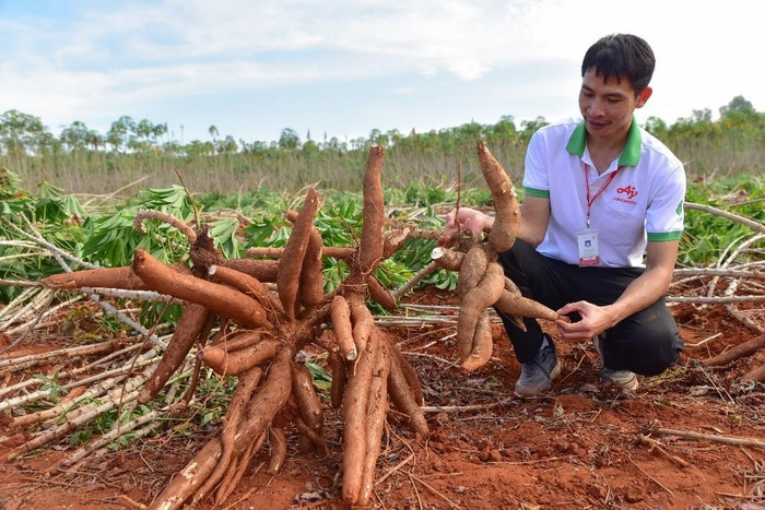 Đội ngũ nhân sự của Ajinomoto Việt Nam đồng hành cùng nông dân trong dự án "Khoai mì bền vững".