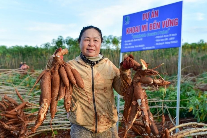 Người nông dân tham gia dự án Khoai mì bền vững phấn khởi thu hoạch khoai mì năng suất cao.