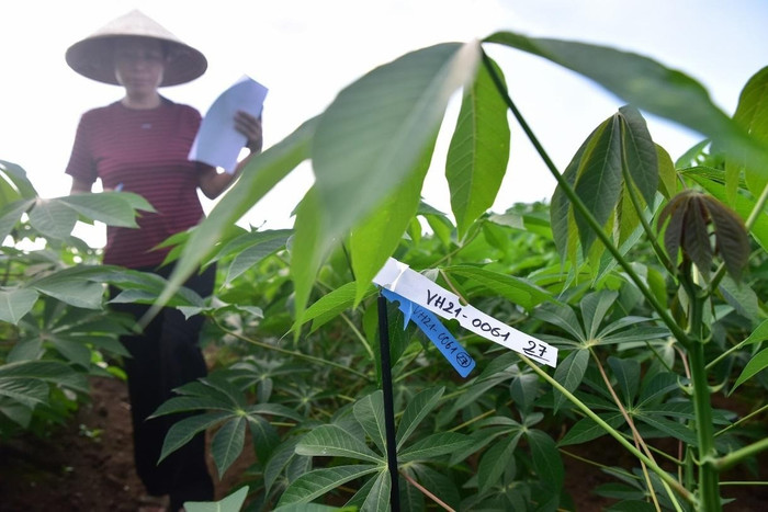 Trung tâm Nghiên cứu Thực nghiệm Nông nghiệp Hưng Lộc phát triển giống khoai mì.