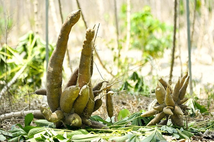 Năng suất khác biệt của khoai mì giống mới (bên trái) và giống cũ trước đây (bên phải).