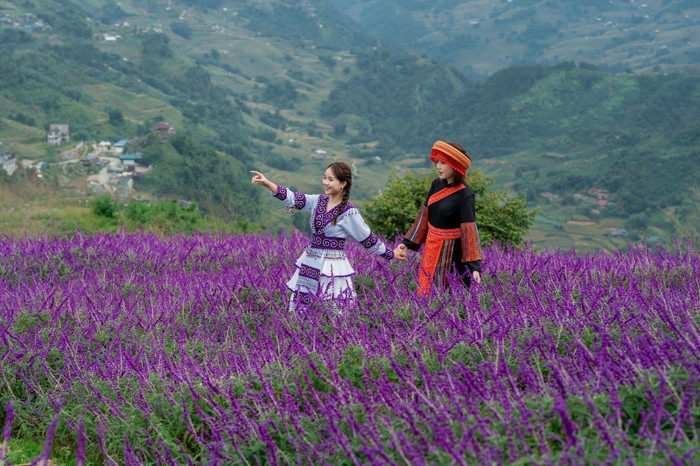 Thung lũng hoa mỗi mùa ở Fansipan luôn khiến du khách mê mẩn.