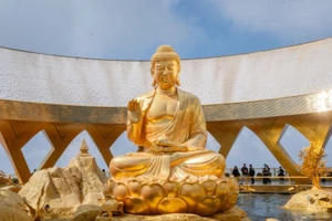 Chuyện ít biết về cây sung cổ bên tượng Phật Câu Na Hàm Mâu Ni trên núi Bà Đen