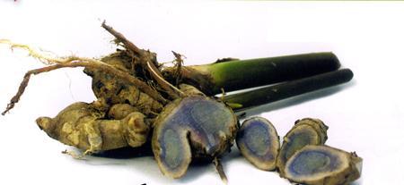 Nghệ đen thường được sử dụng để chữa những bệnh như: ung thư cổ tử cung và âm đạo, điều trị đau bụng kinh, bế kinh, kinh không đều,... Nghệ đen thường được sử dụng để chữa những bệnh như: ung thư cổ tử cung và âm đạo, điều trị đau bụng kinh, bế kinh, kinh không đều,...