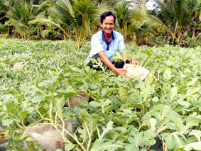 Ông Liêm bên ruộng dưa hấu hình thỏi vàng còn xanh.