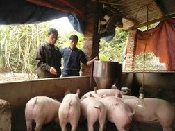 Anh Trường (phải) bên chuồng lợn của mình. Anh Trường (phải) bên chuồng lợn của mình.