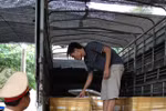 Bắt giữ xe chứa 13 thùng đựng thịt heo sữa nghi có dịch bệnh