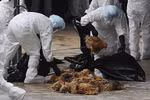 Khả năng bùng phát cúm A H5N1 dịp tết Giáp Ngọ