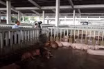 Cơ sở bán heo cho Vissan bị buộc tiêu hủy 80 con heo có chất cấm