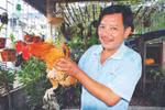 “Gà chín cựa” nhởn nhơ giữa Thủ đô