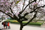 Góc ảnh: Ngất ngây với hoa ban nở giữa trời Hà Nội