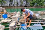 Hải Phòng hỗ trợ hơn 68 tỷ cho các hộ nuôi trồng thủy sản trên vịnh Cát Bà