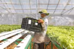 Vingroup sẽ xây Trung tâm nông nghiệp ứng dụng cao tại Quảng Ninh