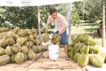 Nghìn tấn sầu riêng bị ép chín bằng hóa chất