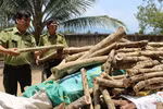 Thương lái Trung Quốc mua gỗ trắc non để làm gì?
