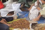 Thương lái nước ngoài gom nông sản, Bộ Công Thương nói gì?