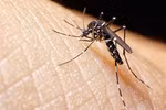 Mẹ nhiễm Zika 3 tháng đầu thai kỳ, 1-10% con có nguy cơ mắc chứng đầu nhỏ