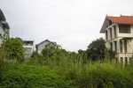  Bạt ngàn đất 'vàng' bỏ hoang ở Tây Hồ