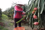Nông sản xuất khẩu sang Trung Quốc: Cảnh giác những tin đồn thất thiệt