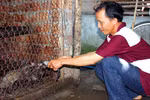 Giấc mộng đổi đời bằng nuôi chồn để bán... cà phê 
