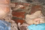 Hãi hùng 13 tấn lòng, bì lợn phân hủy, bốc mùi mang đi tiêu thụ
