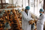 Những ai dễ bị nhiễm cúm A/H7N9?