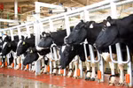 Bà chủ TH True Milk: Tôi không có đối thủ !