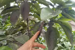 "Nếu nhà máy thép Hòa Phát gây ô nhiễm, phải có biện pháp mạnh"