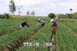 Quy định mới về quản lý, sử dụng đất trồng lúa