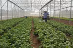 Điều kiện sản xuất, buôn bán giống cây trồng