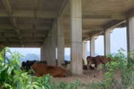 Để dự án Đại học Hoa Lư đắp chiếu là thiếu trách nhiệm với đồng thuế của dân