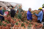 Thủ tướng chỉ đạo tháo gỡ khó khăn tiêu thụ nông sản cho Bắc Giang