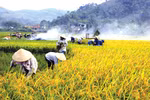 Thủ tướng đồng ý chuyển mục đích sử dụng đất cho tỉnh Yên Bái