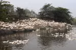 50% số ca nhiễm cúm A/H5N1 đã tử vong