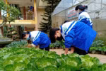 Học sinh Bắc Hà tập nghiên cứu khoa học từ mô hình "trường học nông trại"