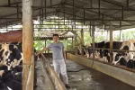 Vắt sữa bò ra... ô tô