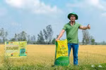 Đạm xanh Đạm Cà Mau mang lại năng suất cao, lợi nhuận nhiều
