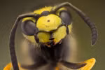 Thế giới côn trùng qua ảnh macro của Nicolas Reusens 