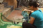 Sự thật màu của cốm Vòng