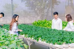Mỗi năm chưa đến 2% tổng sinh viên nhập học chọn ngành Nông nghiệp