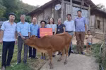 Buộc giáo viên ủng hộ tiền giúp dân xóa nghèo có phải cách làm hay?