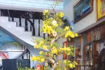 Gia đình nhà giáo sống khỏe bằng nghề cho thuê mai Tết