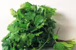 Sữa mẹ 'tràn trề' nhờ rau mùi